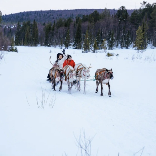 На Север за впечатлениями: северное сияние, Териберка, саамская деревня, хаски и олени