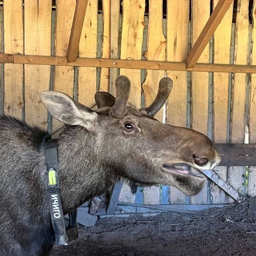 Костромские выходные с дегустацией сыра и посещением лосиной фермы