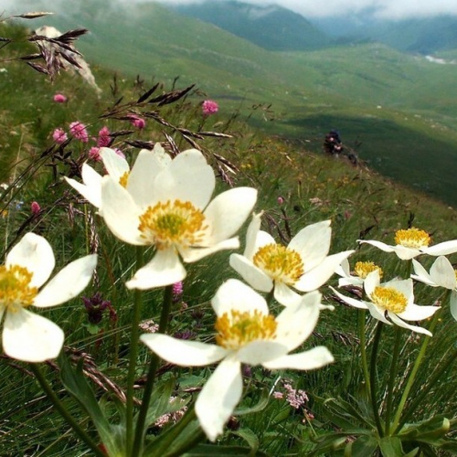 Прогулки по ущельям Северной Осетии и Владикавказу