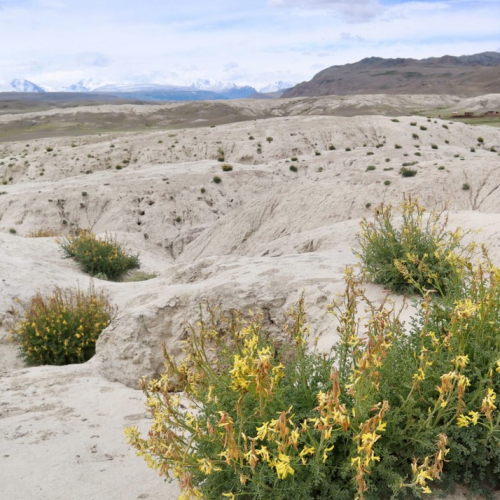 Майские праздники на Алтае: Чемал, Чуйский тракт, перевал Кату-Ярык и Телецкое озеро (мини-группа)