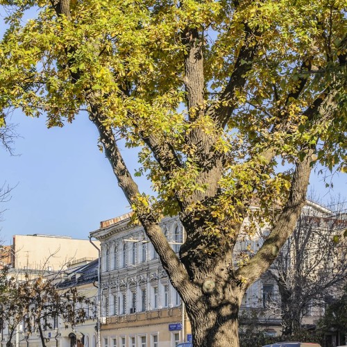 Любовные истории Тверского бульвара