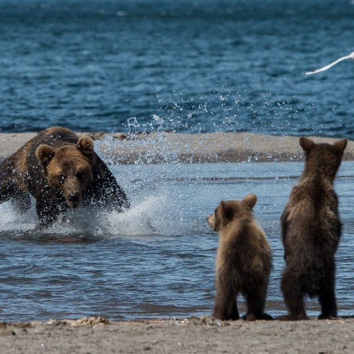 Активный отпуск на Камчатке: восхождение на вулкан, морская прогулка, сплав, баня