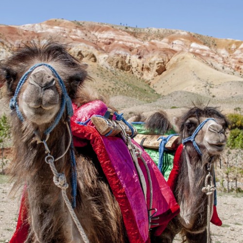 Неделя на Алтае: Телецкое озеро, Катунь и Чуйский тракт в мини-группе