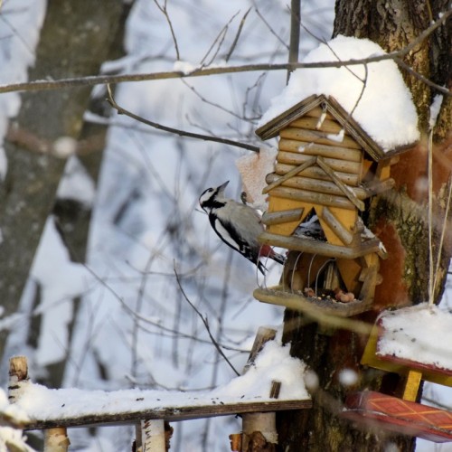 Птицы зимнего Петербурга