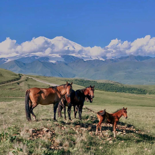 Весь Кавказ за 4 дня в мини-группе: Архыз, Домбай, Эльбрус и окрестности Кисловодска