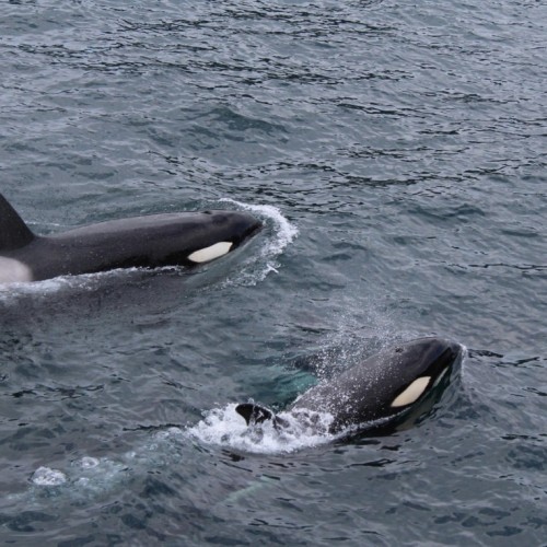 За деликатесами и к сивучам на Сахалин