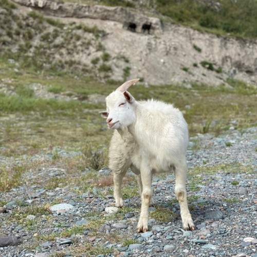Перезагрузка на Алтае: топ локаций, заповедное озеро и моторафтинг по Катуни