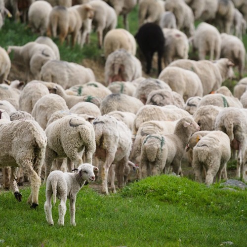 Загадки Алтая: тур с погружением в культуру и исследованием тайн (всё включено)