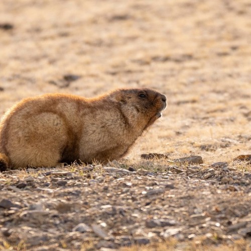 Тур по главным и редким местам Алтая на УАЗах: Чуйский тракт, горы, урочища, озёра и скалы