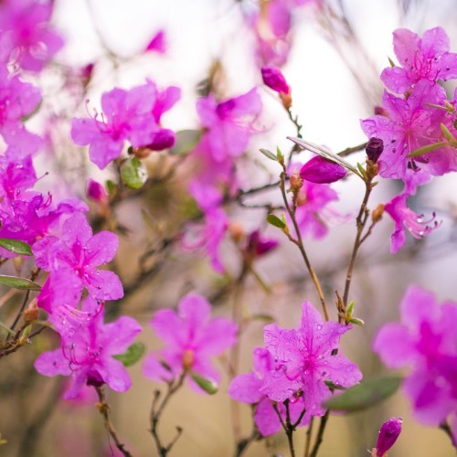 Краски Байкала: «Сибирский Париж», красоты Ольхона и цветение багульника