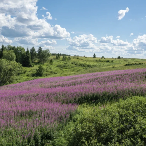 В гости к поморам под белоснежными парусами: приключения вдали от цивилизации