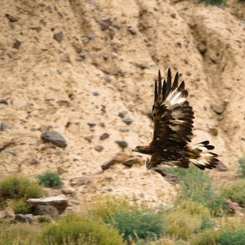 Тур по главным и редким местам Алтая на УАЗах: Чуйский тракт, горы, урочища, озёра и скалы