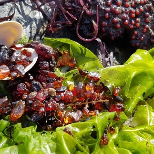 Большое путешествие по островам: Сахалин и Итуруп, Кунашир и Шикотан