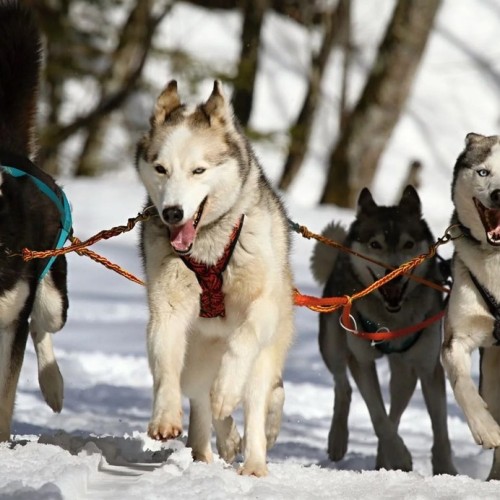 Дом у озера: отдых на берегу Ладоги и экскурсии