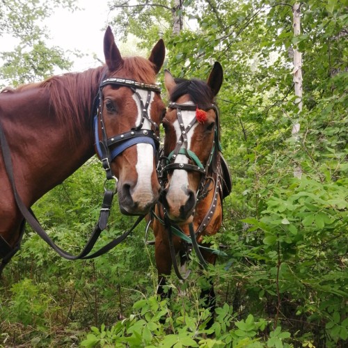 На лошадях к Корякскому вулкану с палатками. Всё включено