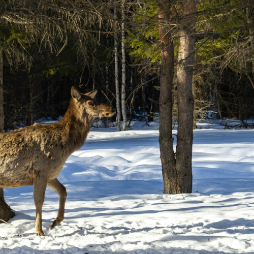 Сказочный Алтай: местные промыслы и природные достопримечательности