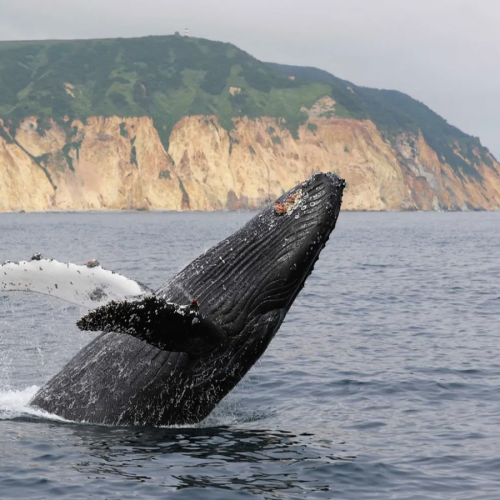 Активный отпуск на Камчатке: восхождение на вулкан, морская прогулка, сплав, баня