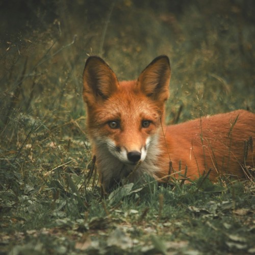 Навстречу гренландским китам: экспедиция к Шантарским островам с лекциями биологов