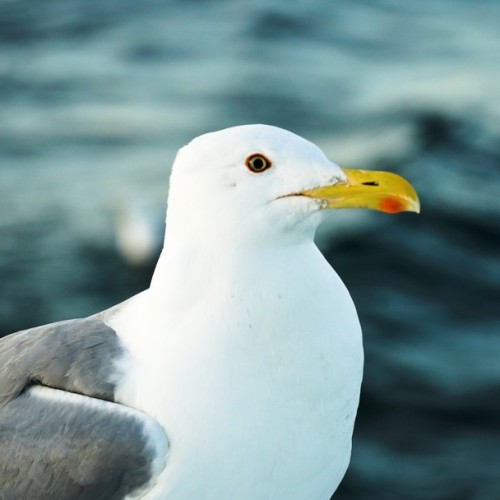 Восточное побережье Байкала: бурятские вкусности, Баргузинская долина и Чивыркуйский залив