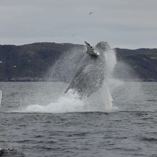 Сияние, киты и ты: Арктика с айс-флоатингом и этнопрограммой, выходом в море и посещением Териберки