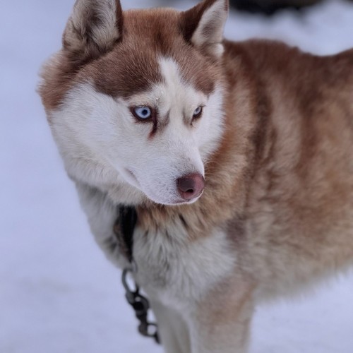 Экспресс-тур по Арктике в мини-группе: Териберка, северное сияние, гастрономия, хаски и олени