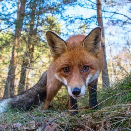 Балтийские выходные: природные достопримечательности и города-курорты