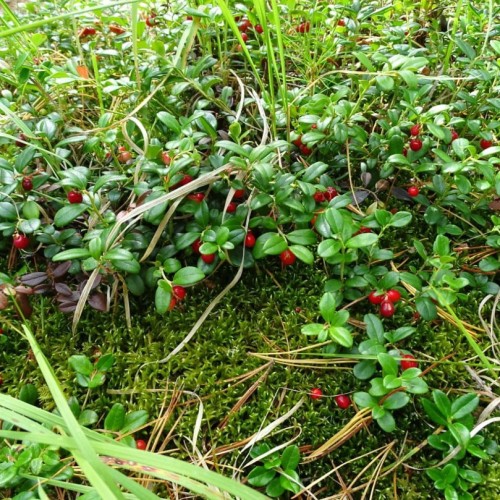 Насыщенное авто-пешее путешествие по Горному Алтаю