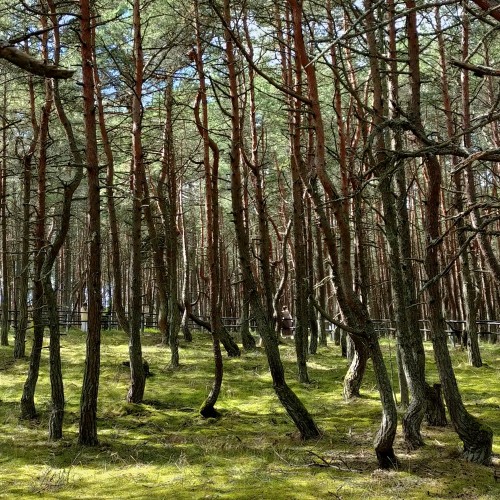 Куршская коса: древние легенды и сказочная реальность