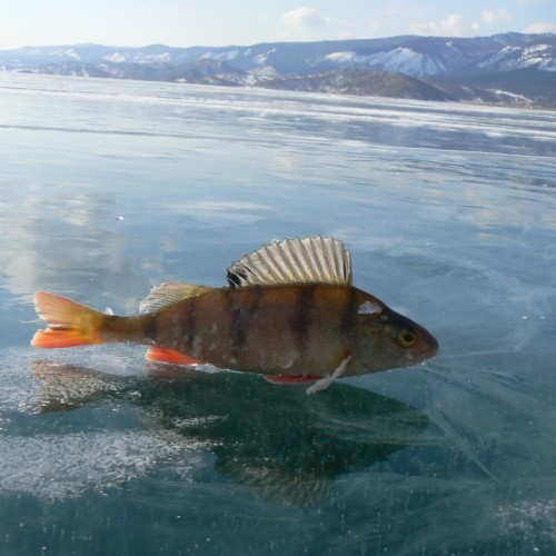 Царство льда: путешествие «всё включено» по главным достопримечательностям Байкала