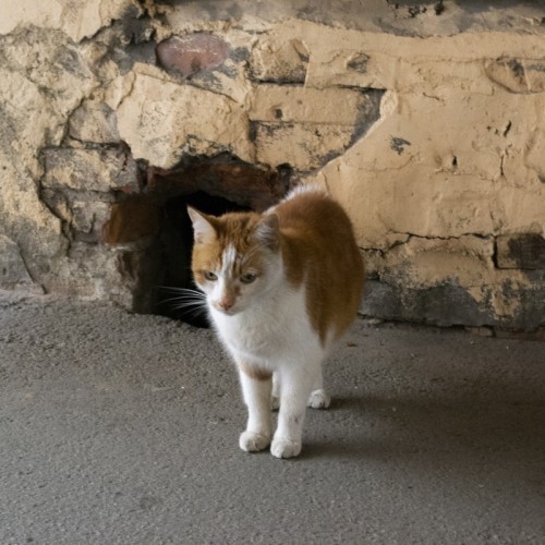 В поисках самого яркого двора Петербурга