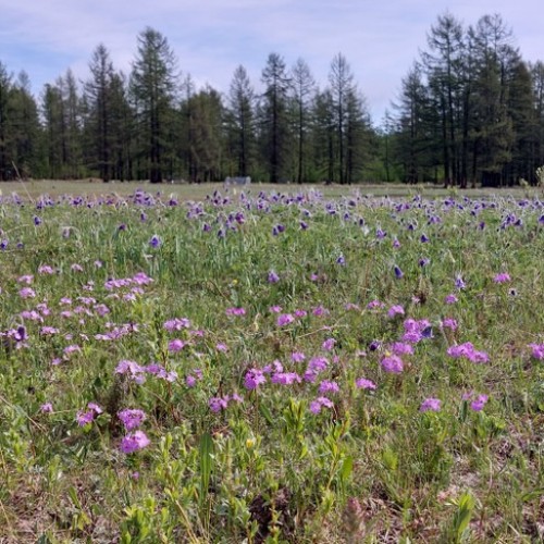 Подальше от цивилизации к озеру Хубсугул: индивидуальная поездка по Северной Монголии из Иркутска