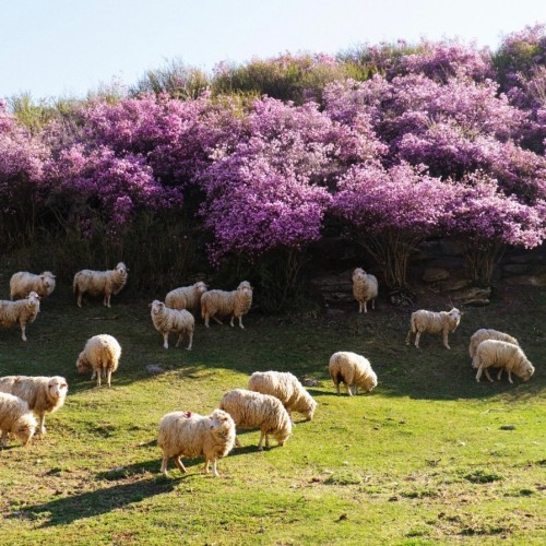 Чуйский тракт за 1 день: экскурсия-конструктор