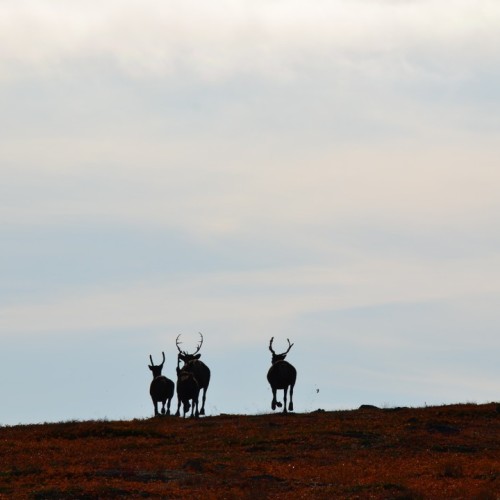 Экстремальная экспедиция на вездеходах: 1000 км вдоль Баренцева и Белого морей (всё включено)
