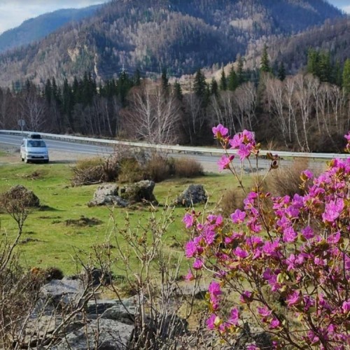 Цветение алтайской сакуры и главные локации: Гейзерное озеро, «Марсы», Катунь и Адыр-Кан