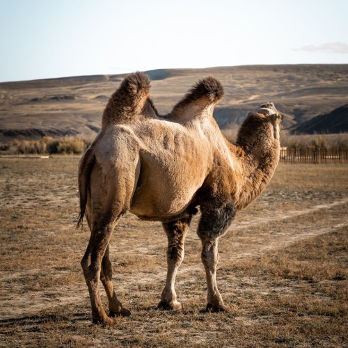 Цветущий май — пора на Алтай: Марс и перевалы, водопад Куркуре, Гейзерное озеро и загадочные курганы