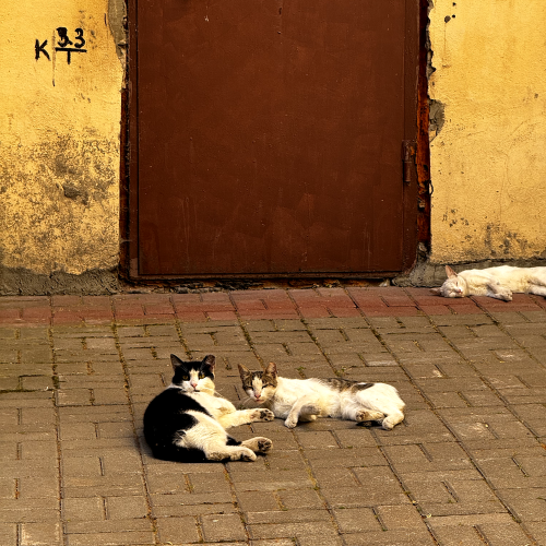 Утренняя прогулка в Петербурге — кофе, двери, дома и атмосфера