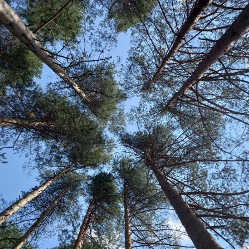 Приморский Парадиз — Сестрорецк, Репино, Комарово и Зеленогорск