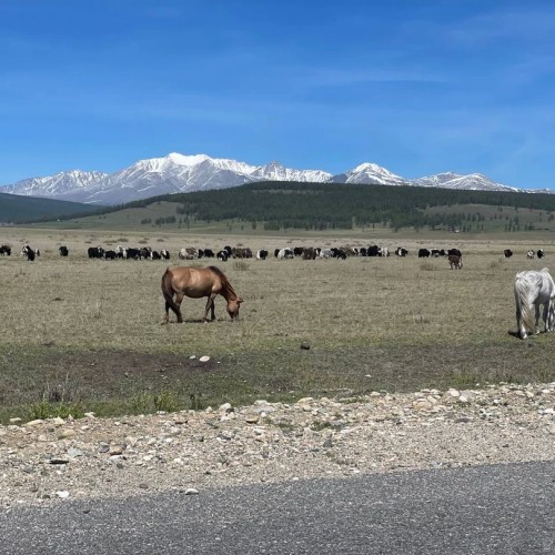 В окружении Саян: тур по Аршану и Монголии