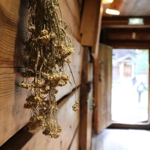 Костромской трип: выходные на Волге с посещением лосиной фермы и дегустацией в Музее сыра