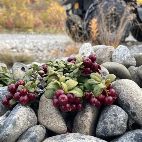 Экстремальная экспедиция на вездеходах: 1000 км вдоль Баренцева и Белого морей (всё включено)