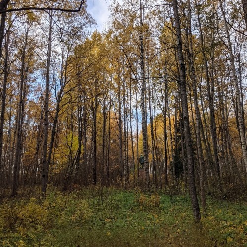 Едем с таксой по ленинским местам Петербурга