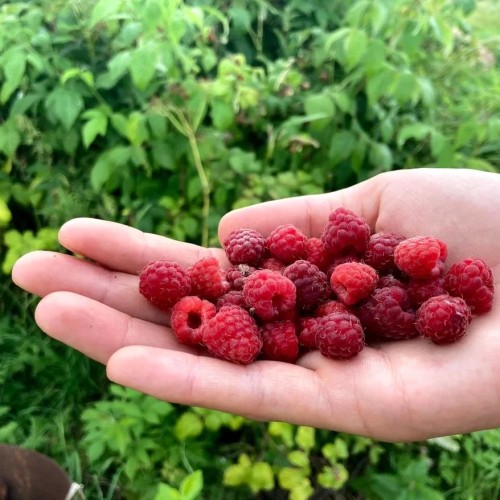 Путешествие в Кенозерье под парусом: наедине с природой и историей (всё включено)