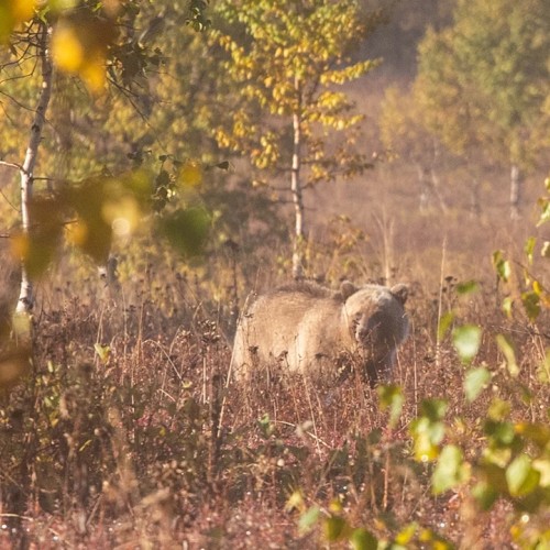Большой поход с рюкзаками и палатками по Камчатке: вулканы, Тихий океан, термы и альпийские луга