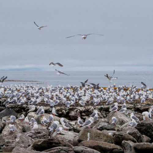 VIP-круиз с экспертами и музыкантами от Камчатки до Чукотки (всё включено)