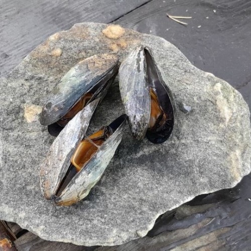 Соловки: красота северной природы, история и духовное наследие