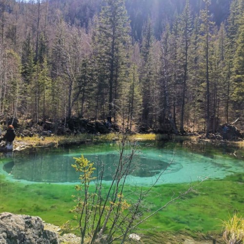 За пейзажами весеннего Алтая: цветение маральника