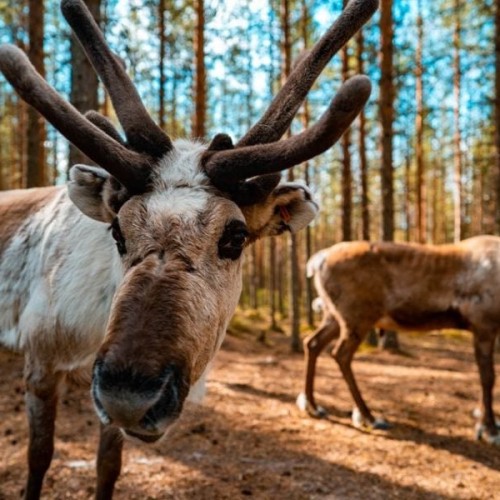 Водопады, рускеальский каньон и этнопарк с комфортом для всей семьи