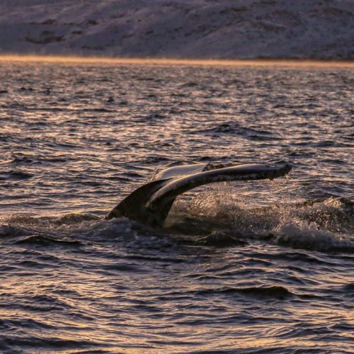 Океан впечатлений на Кольском: выход в море и снегоходы, Хибины и Териберка (мини-группа)