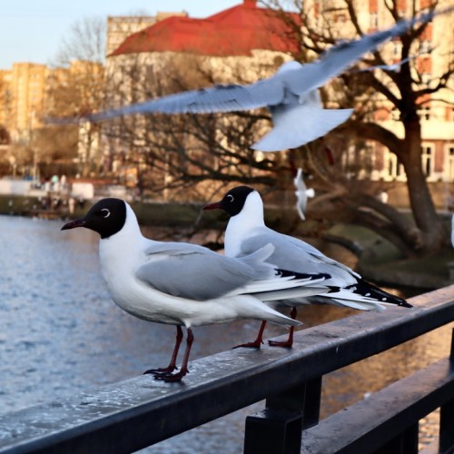 Дегустации пенного, ночь в отеле-замке и погружение в историю Кёнигсберга в мини-группе