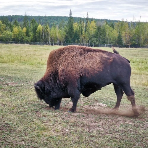 В Якутию на традиционный праздник Ысыах с посещением Ленских столбов и водными прогулками